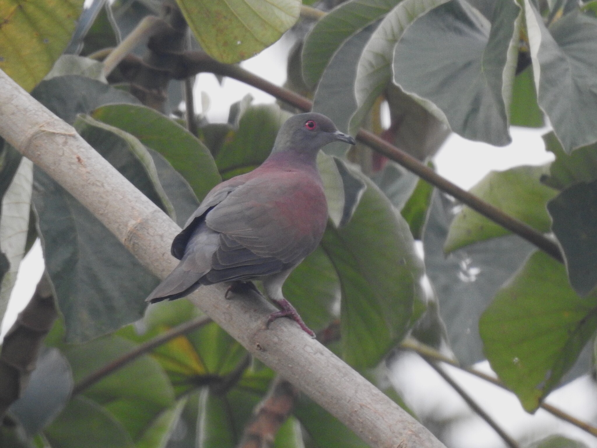 Pale-vented Pigeon (Patagioenas cayennensis), photo 2