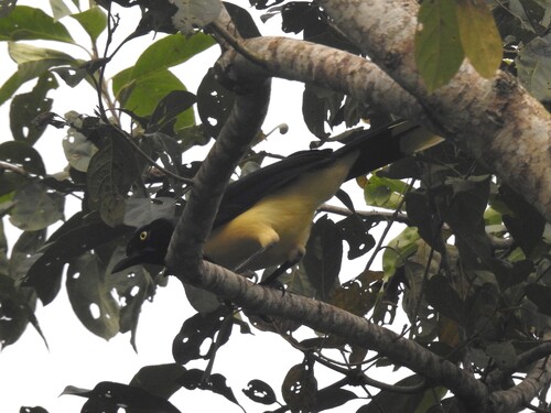 Black-chested Jay (Cyanocorax affinis)