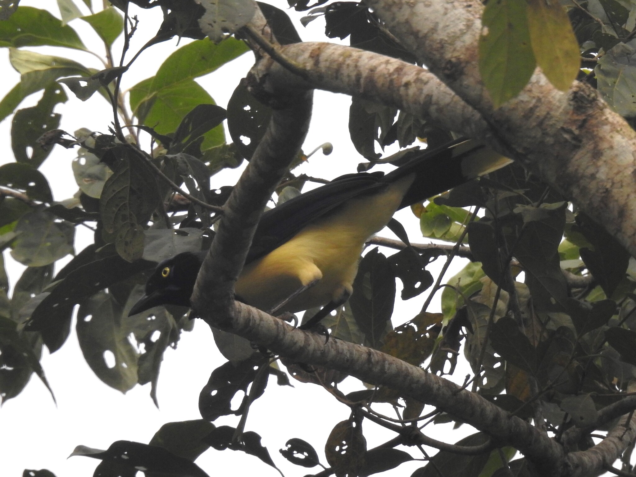 Black-chested Jay (Cyanocorax affinis), photo 1