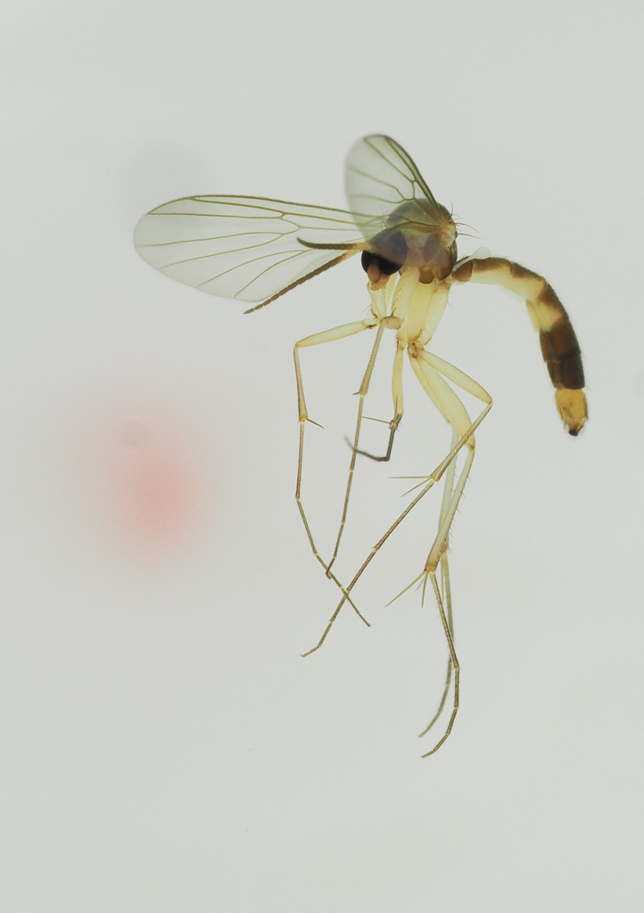 Allodia zaitzevi