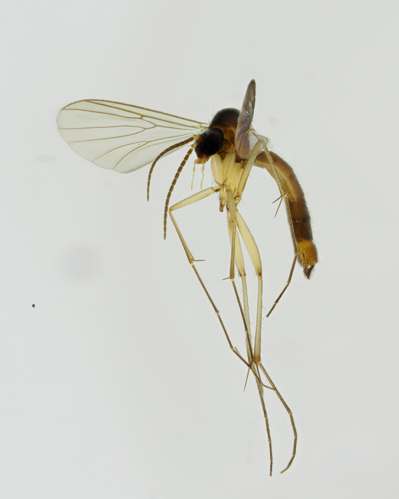 Allodia lugens