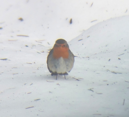 European Robin