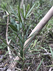Anemopaegma arvense