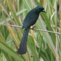 Crypsirina temia