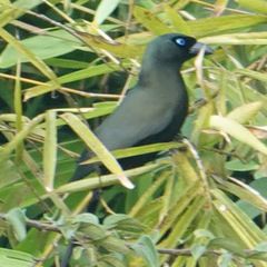 Crypsirina temia