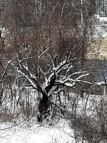 Salix × fragilis, photograph 6