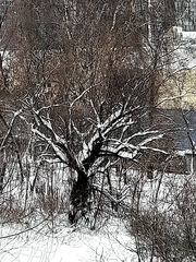 Salix × fragilis, photograph Георгий Виноградов (Georgy Vinogradov), CC BY, iNaturalist via GBIF