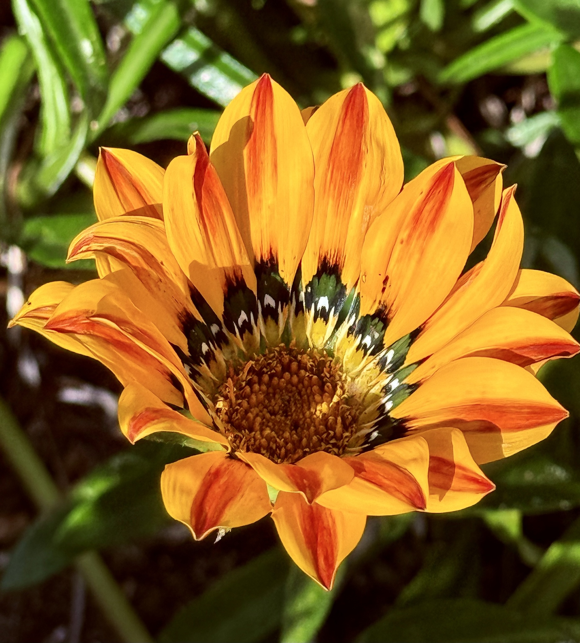 Imagem de Gazania