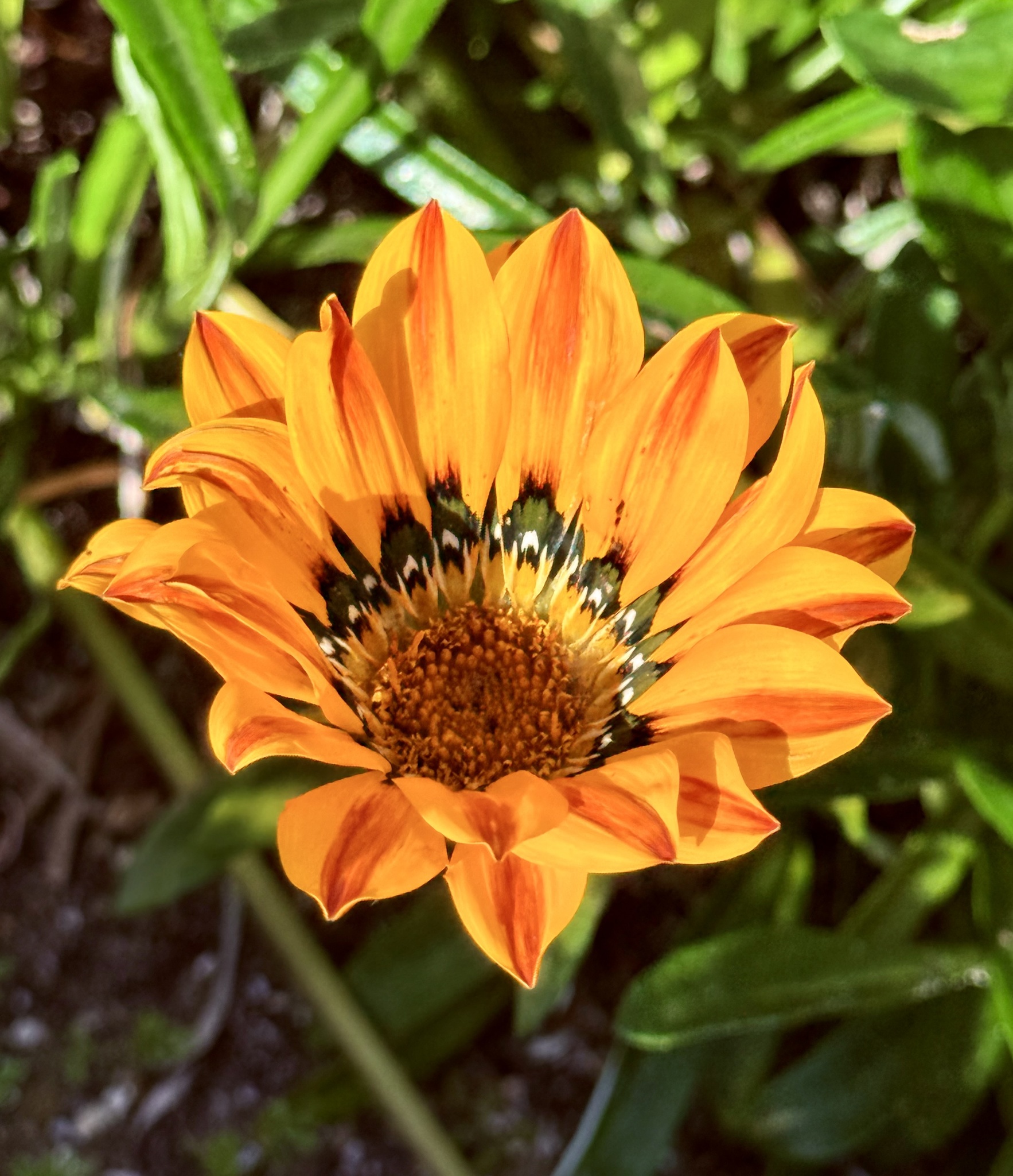 Imagem de Gazania