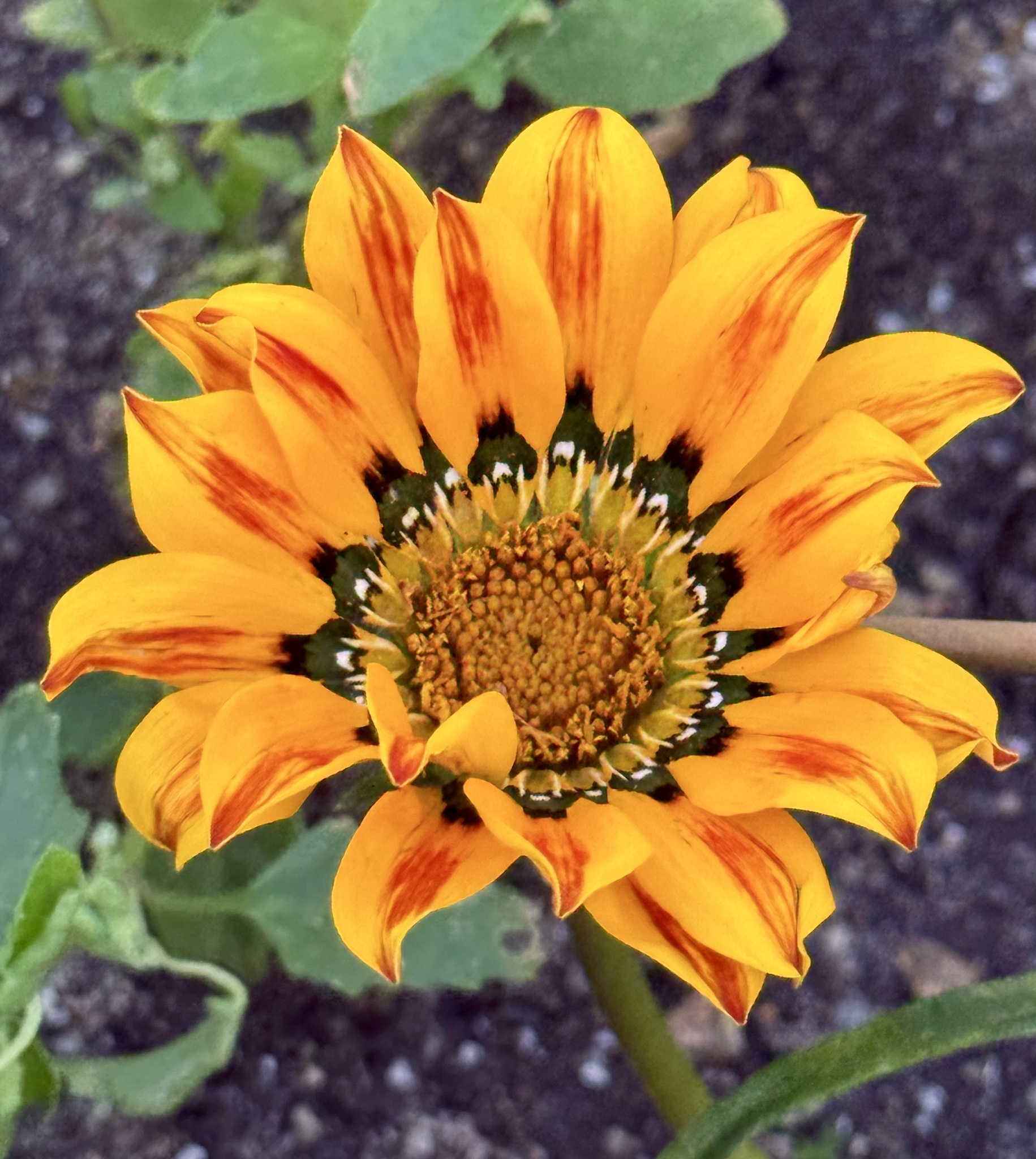Imagem de Gazania