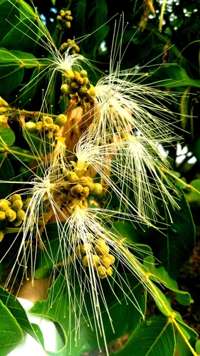 Icecream bean (Inga ingoides)