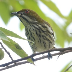 Dicaeum chrysorrheum