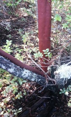 Arctostaphylos virgata