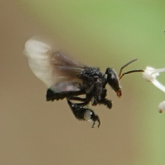 Tetragonilla collina