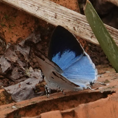 Hypolycaena othona