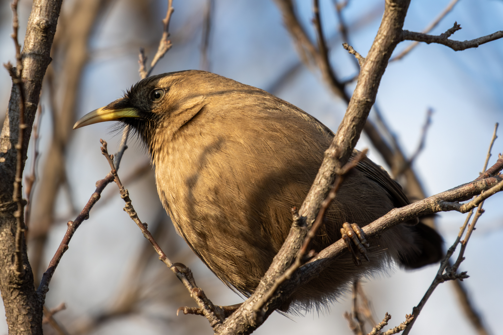 Pere David's Laughingthrush illustration