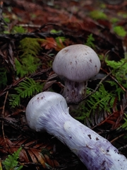 Cortinarius camphoratus