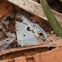 Hypolycaena othona