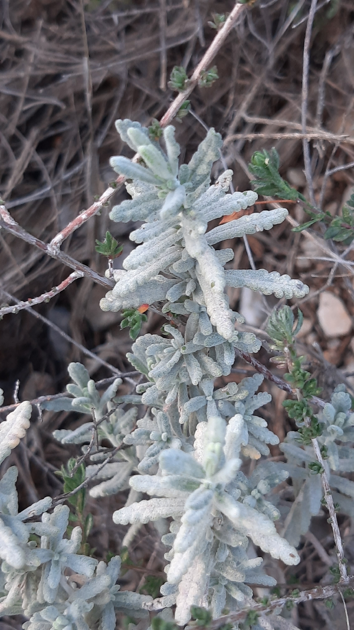 Tomillo de monte