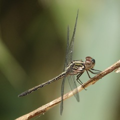 Cratilla lineata