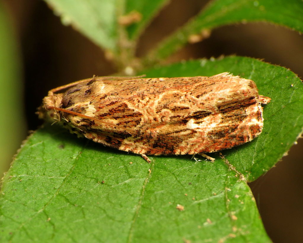 Phaecasiophora