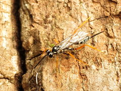 Cryptanura septentrionalis