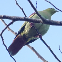 Treron curvirostra