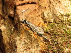 Cryptanura septentrionalis