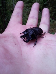 Geodorcus helmsi