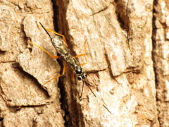 Cryptanura septentrionalis