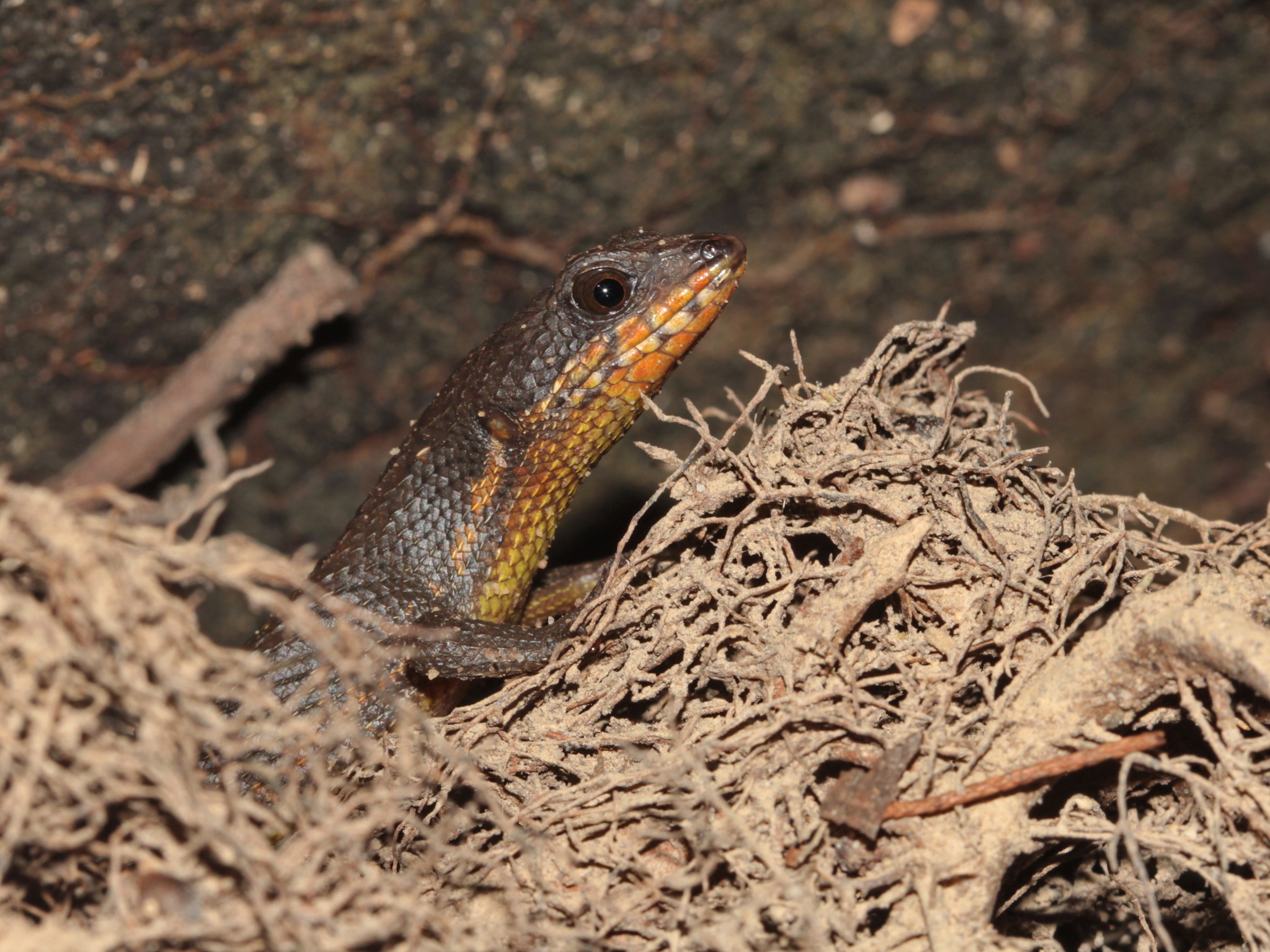 Cochinchinese Water Skink photo 2