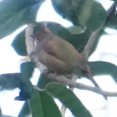 Alophoixus ochraceus