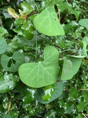 Cissampelos torulosa