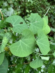 Cissampelos torulosa