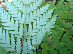 Loxsoma cunninghamii