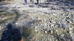 Eriogonum wrightii trachygonum