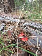 Russula californiensis