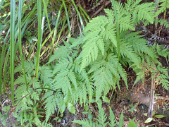 Loxsoma cunninghamii