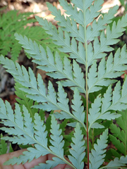 Loxsoma cunninghamii