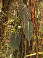 Philodendron hederaceum hederaceum