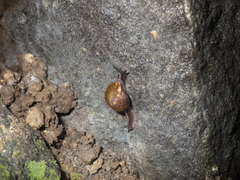 Helicarion permolle