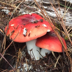 Russula californiensis
