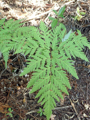 Loxsoma cunninghamii