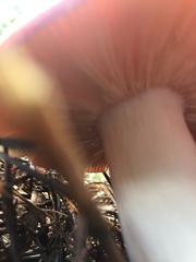 Russula californiensis