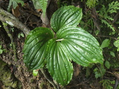 Malaxideae