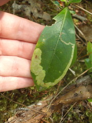 Corythoxestis zorionella