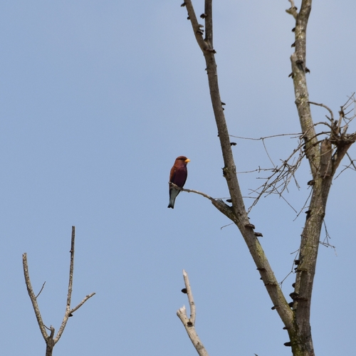 Broad-billed Roller