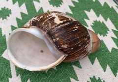 Megalobulimus popelairianus