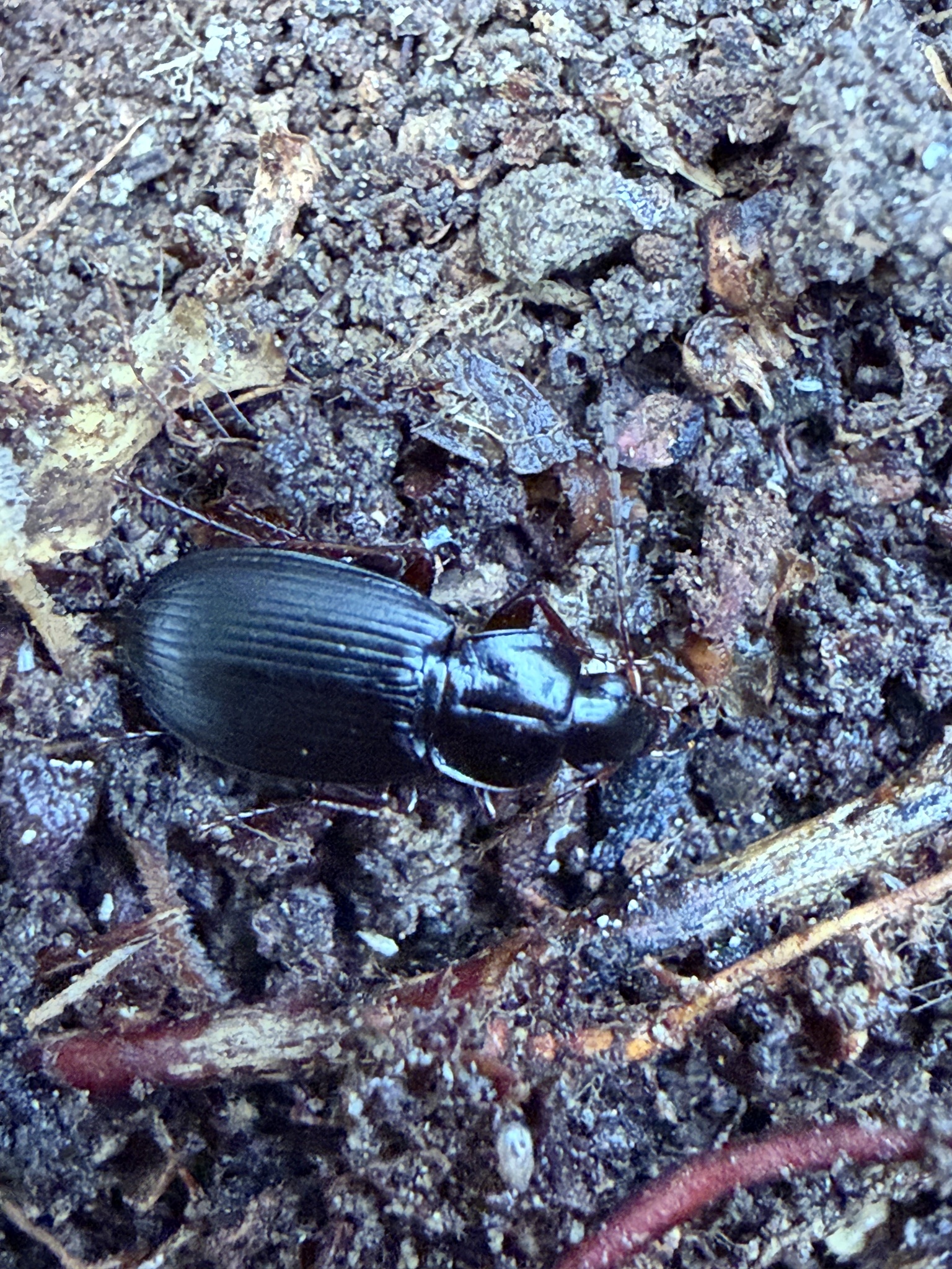 Calathus rotundicollis