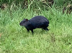 Dasyprocta fuliginosa